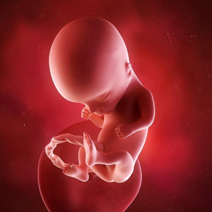 Render 3D del feto a 14 settimane di gravidanza
