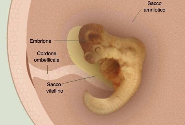 Nel corso della quinta settimana di gravidanza l'embrione può arrivare a misurare 2,5 mm