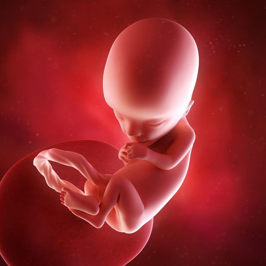 Render 3D del feto a 12 settimane di gravidanza