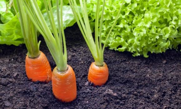 La combinazione di questi tre alimenti depurerà il tuo fegato e ti restituirà la vista.