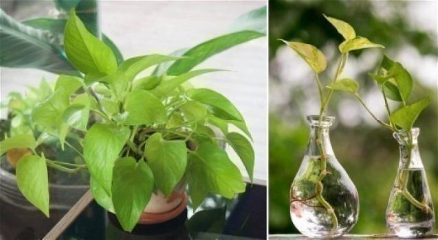 Ecco perché questa pianta deve essere presente nel vostro appartamento: lo dice la Nasa!