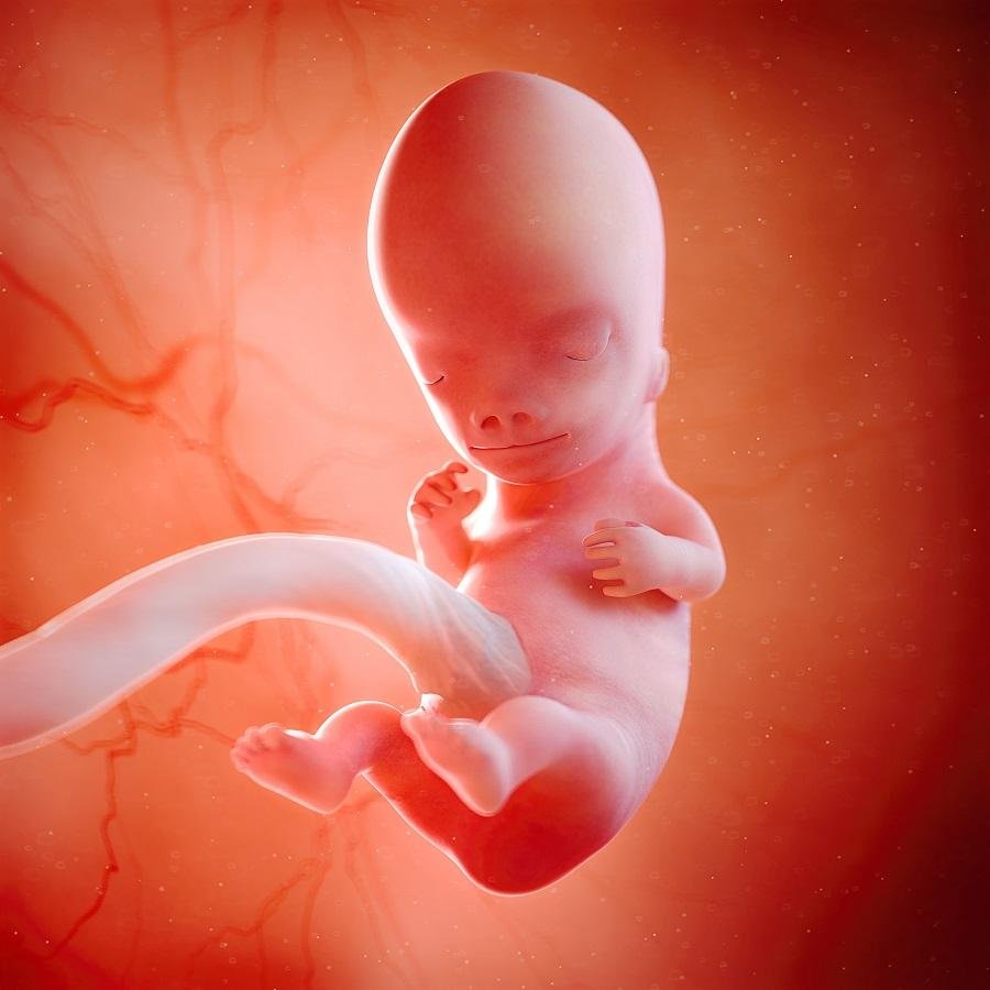 Render 3D del feto a 9 settimane di gravidanza