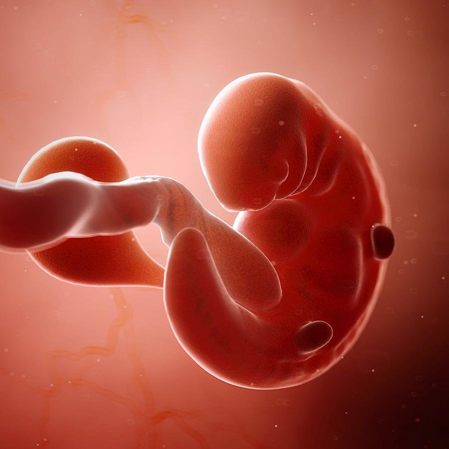 Render 3D del feto a 6 settimane di gravidanza