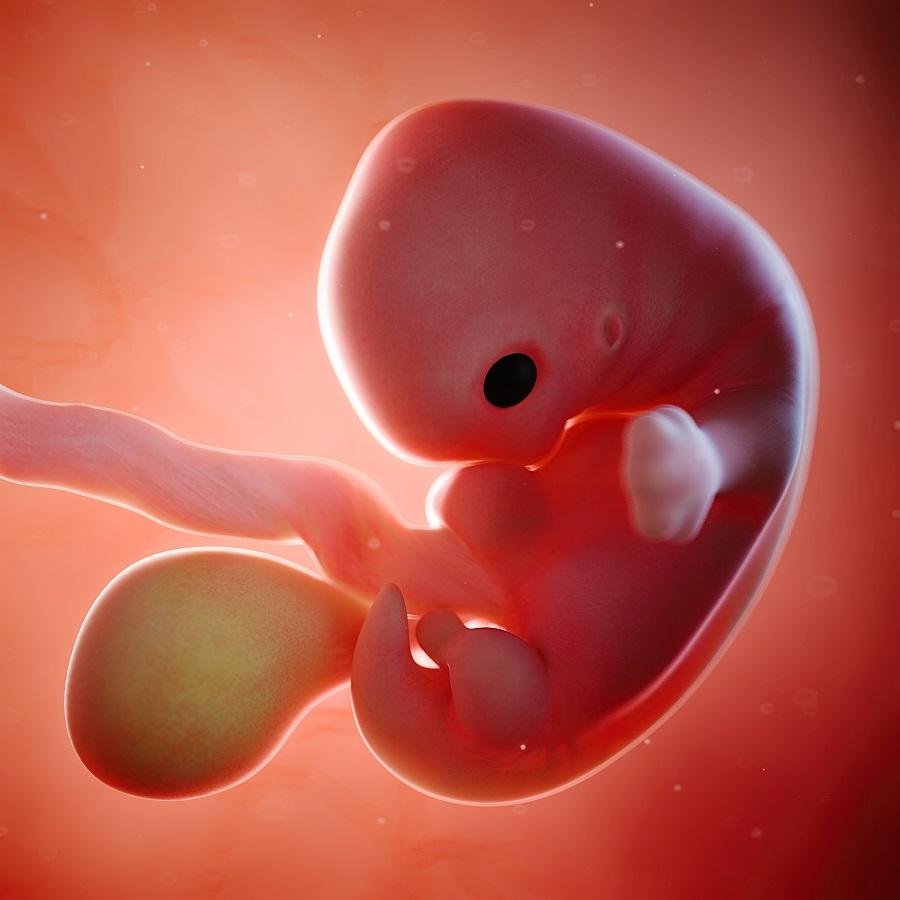 Render 3D del feto a 7 settimane di gravidanza