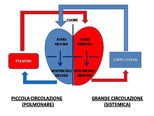 10 segnali di avvertimento di una scarsa circolazione sanguigna, che devi assolutamente sapere