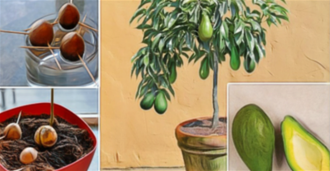 Incredibile: Puoi coltivare un albero di avocado in una piccola pentola a casa!