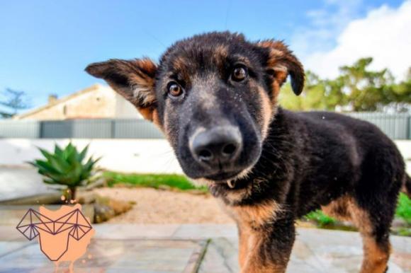 Questa è la razza di cane più compatibile con il tuo segno zodiacale