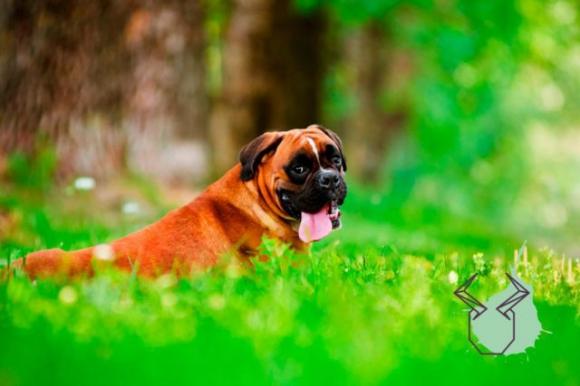 Questa è la razza di cane più compatibile con il tuo segno zodiacale