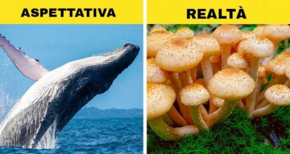 17 straordinarie scoperte scientifiche che sembrano troppo strane per essere vere