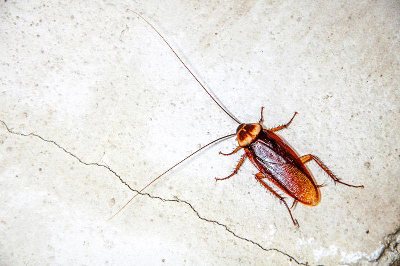 Scarafaggi in casa: come eliminarli in modo naturale