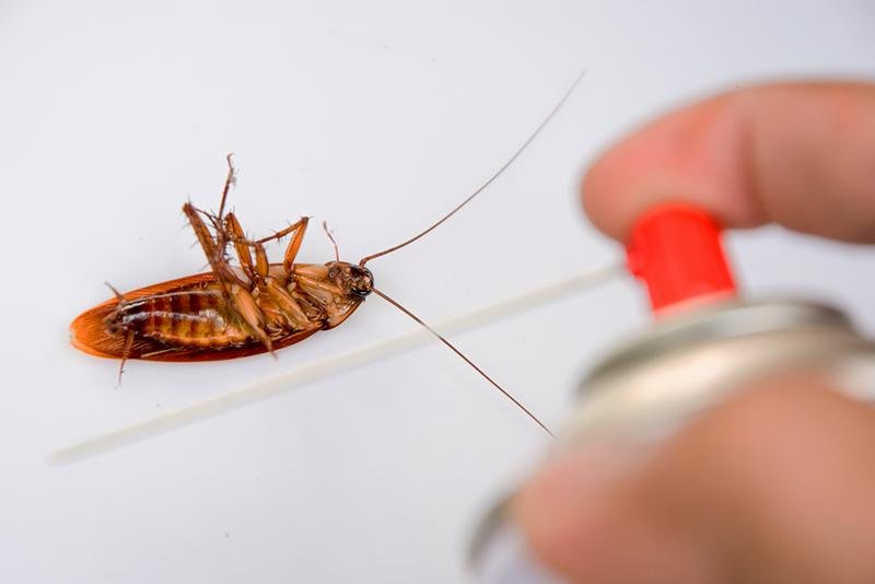 Gli scarafaggi in casa si possono eliminare anche senza pesticidi chimici e nocivi