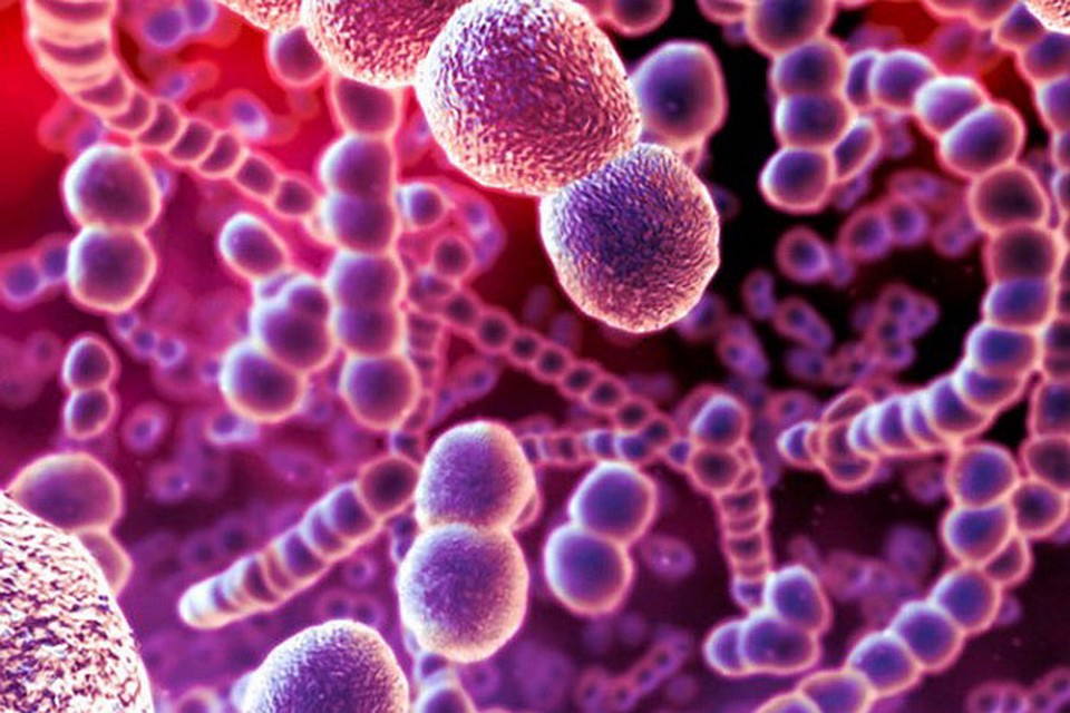 Streptococco beta emolitico: cos’è, i sintomi e la terapia