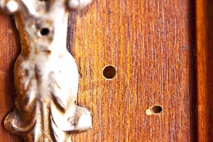 Differenze tra tarme e tarli del legno e come eliminarli in modo naturale
