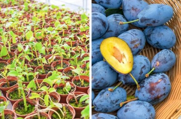 5 alberi da frutto da coltivare nell’orto, in giardino o sul balcone e che puoi ricavare dai tuoi stessi frutti