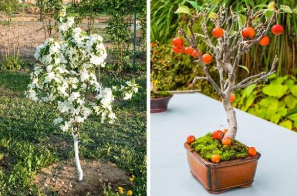 5 alberi da frutto da coltivare nell’orto, in giardino o sul balcone e che puoi ricavare dai tuoi stessi frutti