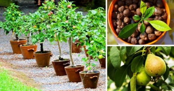 5 alberi da frutto da coltivare nell’orto, in giardino o sul balcone e che puoi ricavare dai tuoi stessi frutti
