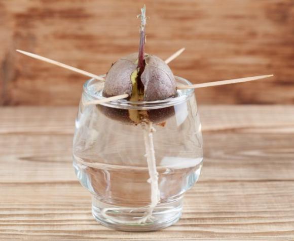 5 alberi da frutto da coltivare nell’orto, in giardino o sul balcone e che puoi ricavare dai tuoi stessi frutti