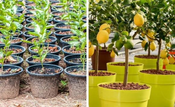 5 alberi da frutto da coltivare nell’orto, in giardino o sul balcone e che puoi ricavare dai tuoi stessi frutti