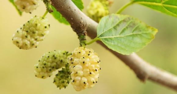 Il gelso bianco è il frutto della salute, cura il diabete, ti fa perdere peso e tanto altro