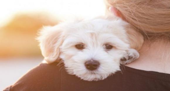 Il mio cane è la mia famiglia e io lo amo come un bambino