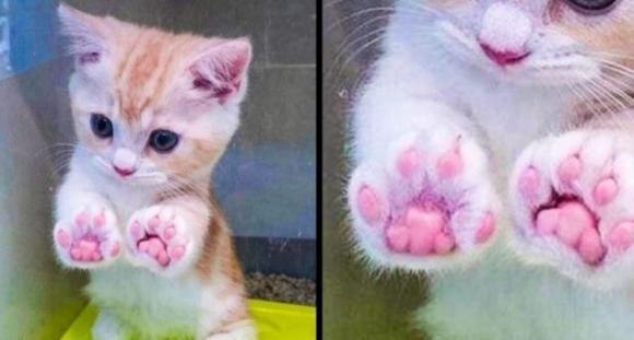 Alcune immagini antistress da guardare prima di una giornata pesante