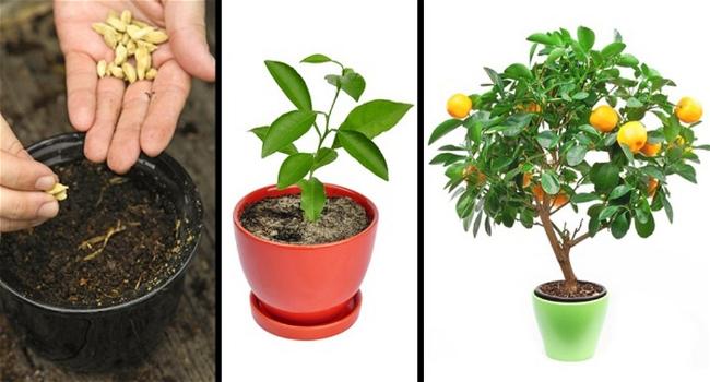 5 alberi da frutto da coltivare nell’orto, in giardino o sul balcone e che puoi ricavare dai tuoi stessi frutti