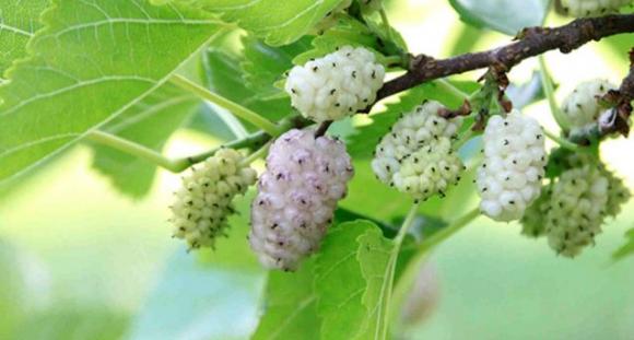 Il gelso bianco è il frutto della salute, cura il diabete, ti fa perdere peso e tanto altro