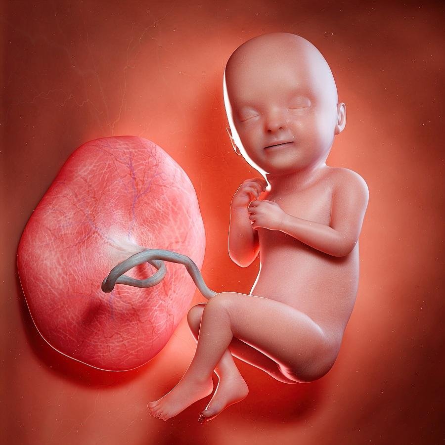 La placenta è un organo vascolare temporaneo deputato allo scambio metabolico tra madre e feto.