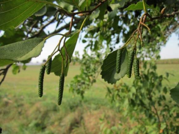 Oroscopo celtico: scopri qual è il tuo albero guida e cosa rivela su di te