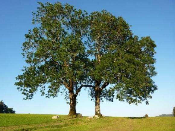Oroscopo celtico: scopri qual è il tuo albero guida e cosa rivela su di te