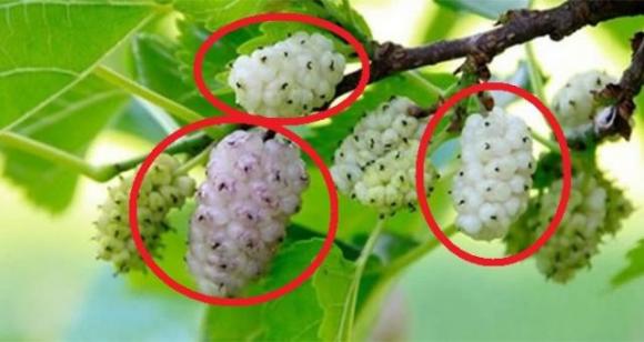 Il gelso bianco è il frutto della salute, cura il diabete, ti fa perdere peso e tanto altro