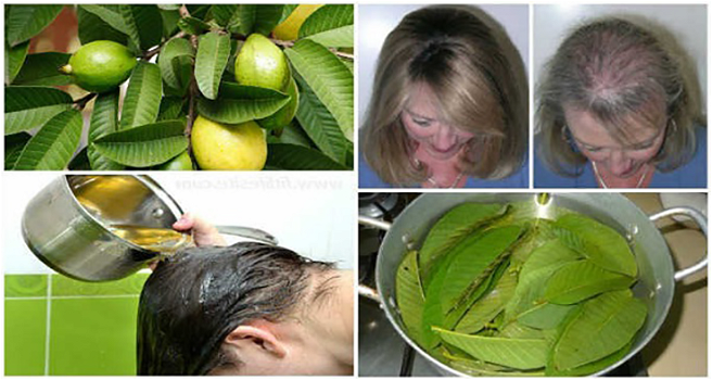 Le foglie di guava possono fermare al 100% la perdita di capelli e farli crescere rapidamente!