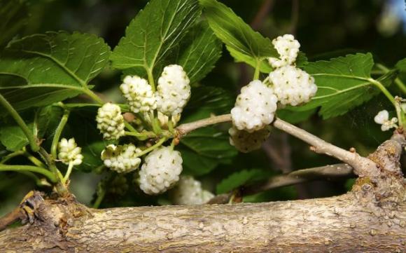 Il gelso bianco è il frutto della salute, cura il diabete, ti fa perdere peso e tanto altro