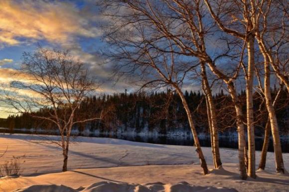 Oroscopo celtico: scopri qual è il tuo albero guida e cosa rivela su di te