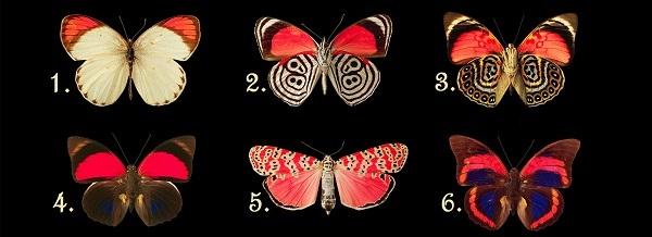 Scegli la tua farfalla preferita e scopri qual è il lato segreto del tuo carattere!