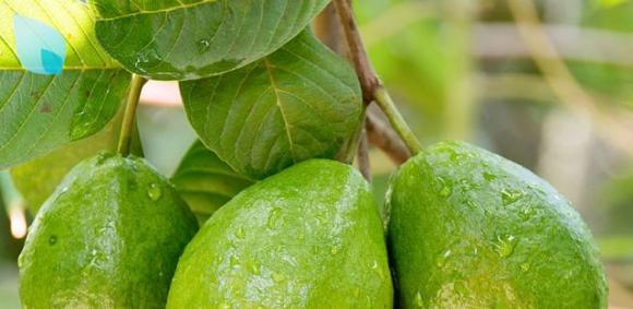 Le foglie di guava possono fermare al 100% la perdita di capelli e farli crescere rapidamente!