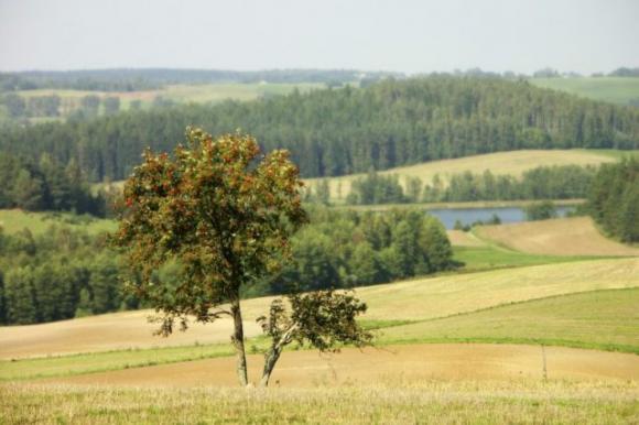 Oroscopo celtico: scopri qual è il tuo albero guida e cosa rivela su di te