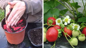 fragole-copertina
