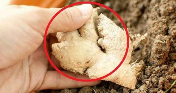 11 effetti collaterali dello zenzero che dovresti conoscere