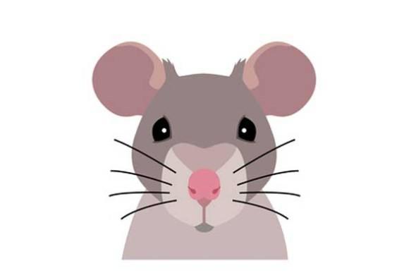 I segni zodiacali cinesi e il loro significato. Che animale sei?