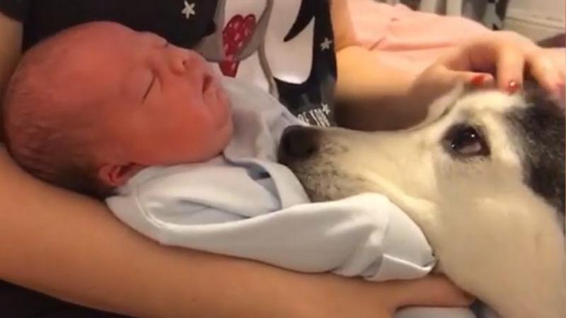 Mostra il suo bambino al cane per la prima volta: la reazione dell’animale è emozionante
