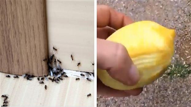 Formiche in giardino o in casa: i rimedi naturali per eliminarle del tutto
