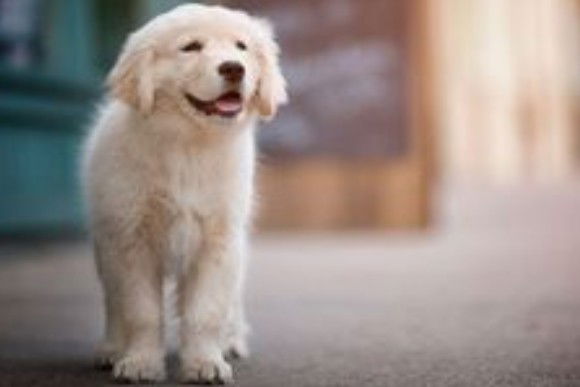 Le persone che parlano ai loro animali domestici sono più intelligenti di quelle che non lo fanno, lo conferma la scienza!