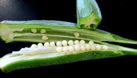 Gombo: uno dei rimedi naturali più potenti contro il diabete, il colesterolo, l’affaticamento e non solo!