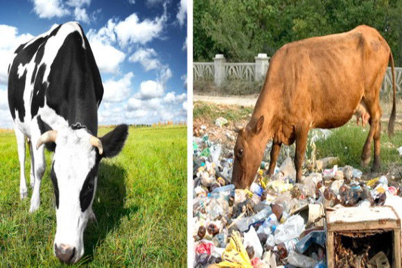Come scegliere la carne in modo corretto: i consigli per una spesa consapevole
