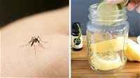 Come tenere le zanzare alla larga: un rimedio naturale semplice ed efficace