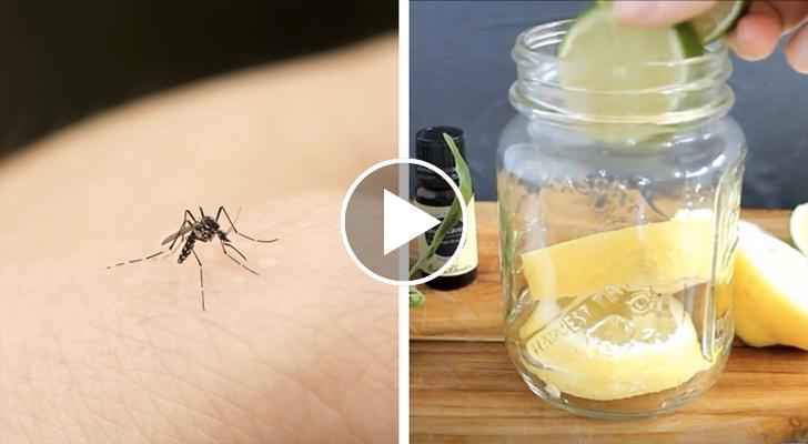 Come tenere le zanzare alla larga: un rimedio naturale ...
