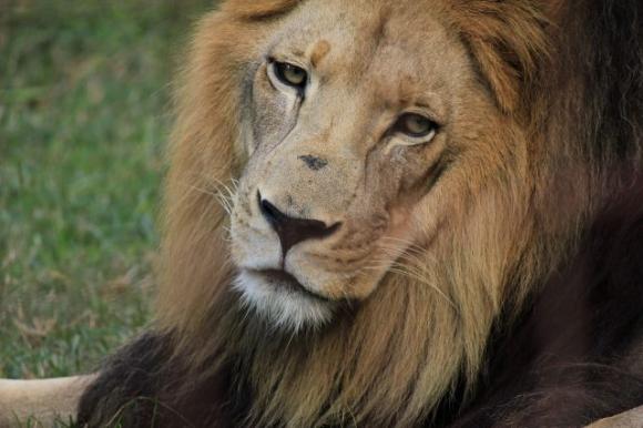 È iniziata la stagione del Leone: ecco i tre segni zodiacali che ne saranno maggiormente influenzati
