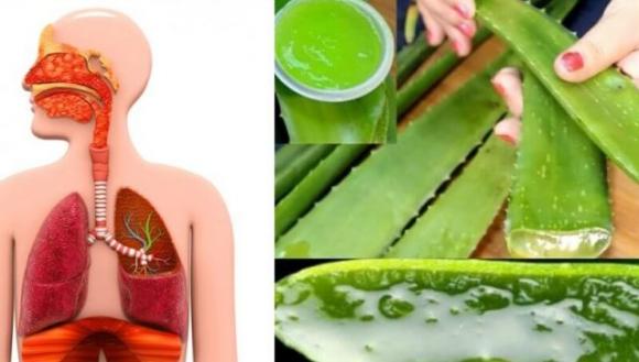 I sorprendenti benefici dell’Aloe Vera, conosciuta come la “pianta dell’immortalità”