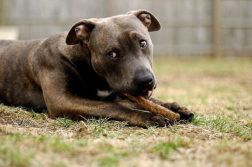 I cani sono quelle creature meravigliose capaci di percepire il nostro dolore